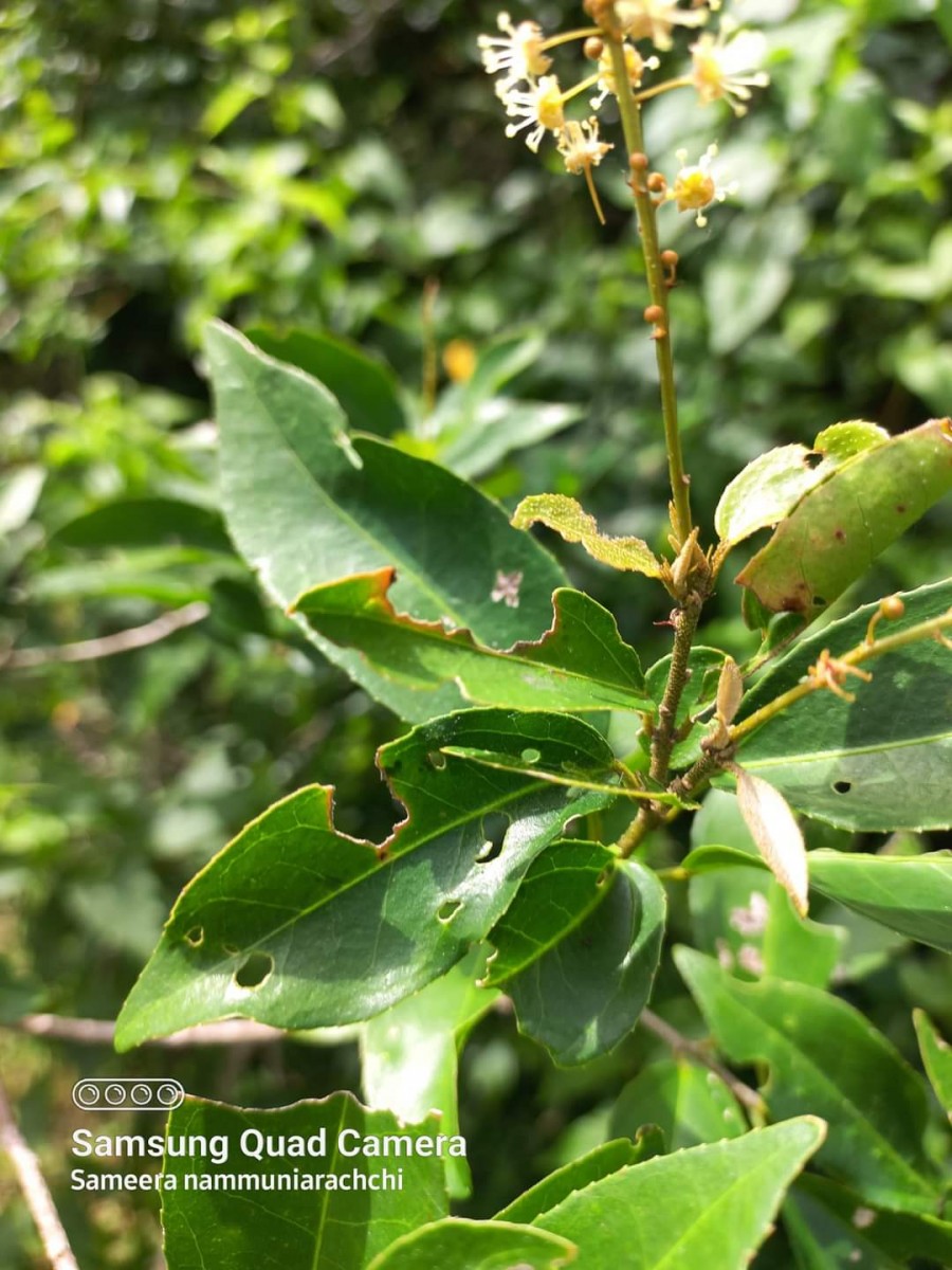 Croton klotzschianus (Wight) Thwaites